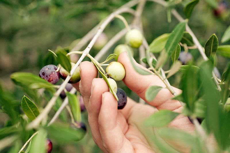 harvesting-olives