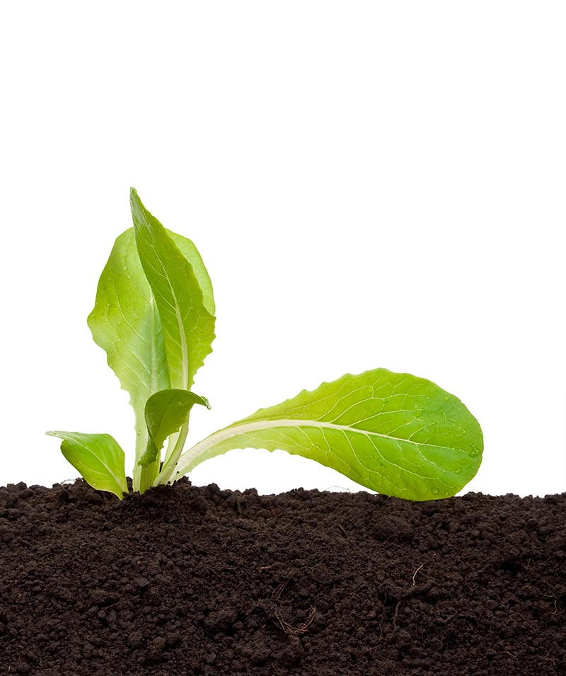 lettuce-seedling-in-soil-2021-08-27-13-49-10